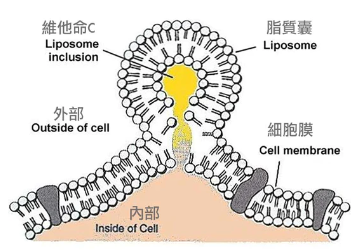 VEGIELIGHT Liposomal Vitamin C 脂質性維他命C
