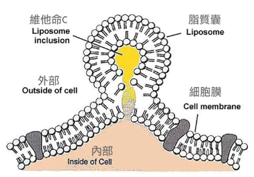 VEGIELIGHT Liposomal Vitamin C  脂質性維他命C